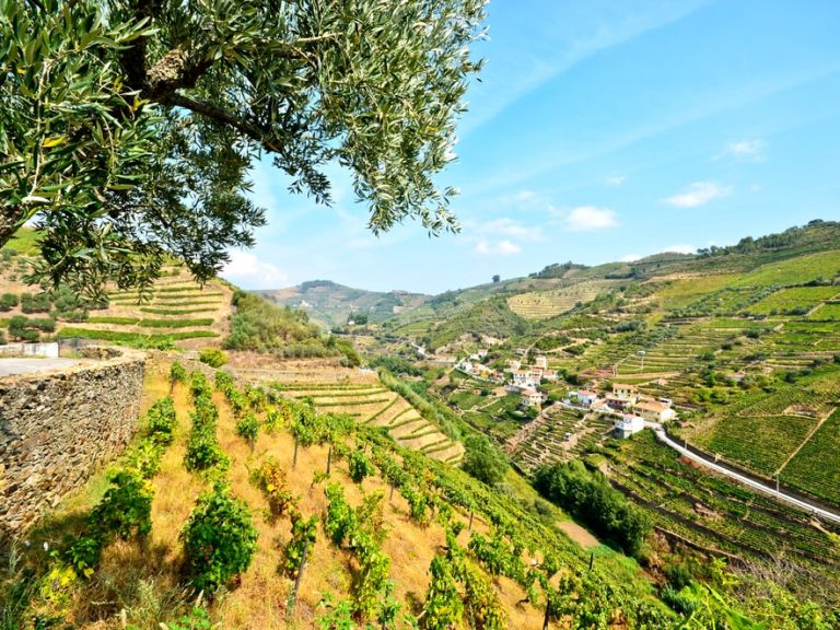 Boat Trip To Régua Through The Douro Valley With Breakfast And Lunch - Let yourself be amazed with the charms of the Douro...